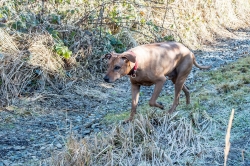 SILVESTROVSKÝ VÝŠLAP NA ROZHLEDNU BRDO 2020