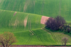 ZELENÉ TOSKÁNSKÉ VLNĚNÍ 2021