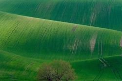 ZELENÉ TOSKÁNSKÉ VLNĚNÍ 2021