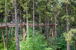 KRKONOŠSKÁ STEZKA KORUNAMI STROMŮ         - JANSKÉ LÁZNĚ