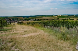 STEZKA BOSOU NOHOU - OKOLÍ VALTICE 2020