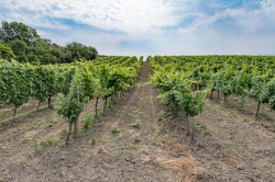 STEZKA BOSOU NOHOU - OKOLÍ VALTICE 2020