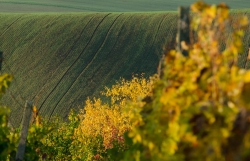 STRÁŽOVICE - OKOLÍ 2019