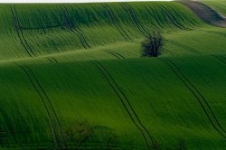 ZELENÉ TOSKÁNSKÉ VLNĚNÍ 2021