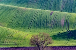 ZELENÉ TOSKÁNSKÉ VLNĚNÍ 2021