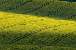 ZELENÉ TOSKÁNSKÉ VLNĚNÍ 2021