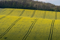 ZELENÉ TOSKÁNSKÉ VLNĚNÍ 2021