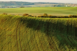 ZELENÉ TOSKÁNSKÉ VLNĚNÍ 2021