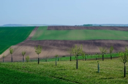 ŠARDICE - OKOLÍ 2020