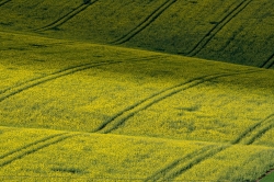 ZELENÉ TOSKÁNSKÉ VLNĚNÍ 2021