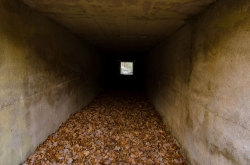 CHŘIBY - PODCHOD ZÁSTŘIZLY 2020